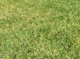 Mary M.'s Lawn Care service result