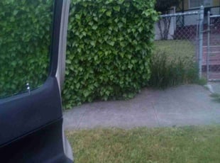 Bush Trimming by lashondra kaleem for Latrice C. in Oakland, CA