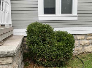 Bush Trimming by Lakieva Rowe for Kevin A. in Kansas City, MO