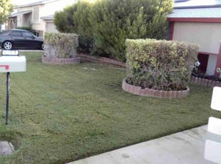 Bush Trimming by Gideon Cook for Ronald H. in Phoenix, AZ