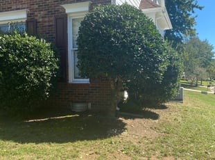 Bush Trimming by Daniel Reyes for Virginia R. in Charlotte, NC