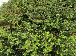 Bush Trimming by Nick Teska for William H. in South Bend, IN
