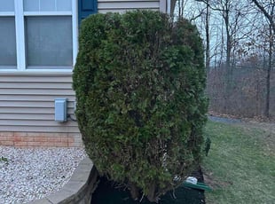 Bush Trimming by Luis Cortez for Michael T. in Glen Burnie, MD