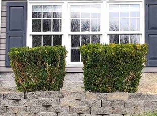 Troy Z.'s Lawn Care service result