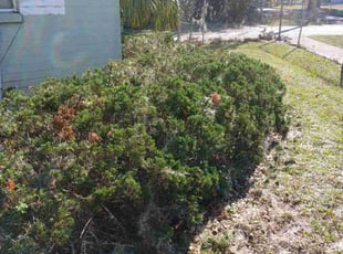 Bush Trimming by James Stuckey for Tim N. in Ocoee, FL