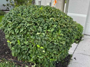 Marie M.'s Bush Trimming service result