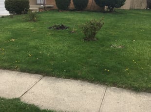 Bush Trimming by Sean Vatter for Eva M. in Columbus, OH