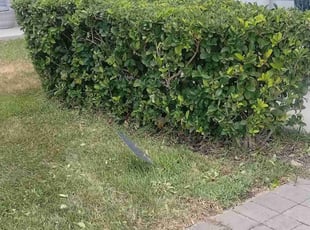 Bush Trimming by Willie Carmichael Jr for Marie L. in Apopka, FL