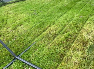 Linda T.'s Lawn Maintenance service result