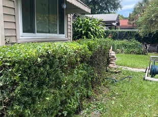 Bush Trimming by Elvis Pintado for Elizabeth B. in Tampa, FL