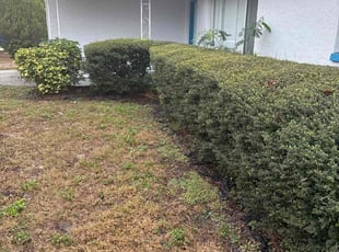 Bush Trimming by Jacob Thompson for Nghia H. in Seminole, FL