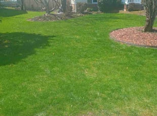 Eileen M.'s Lawn Mowing service result