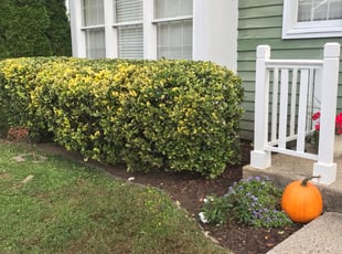 Bush Trimming by Margarito Cardona for Nicole R. in Reston, VA