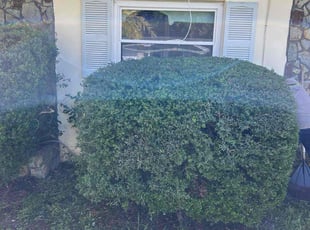 Betsy B.'s Bush Trimming service result