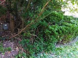 Bush Trimming by Terrance North for Dave B. in Cincinnati, OH