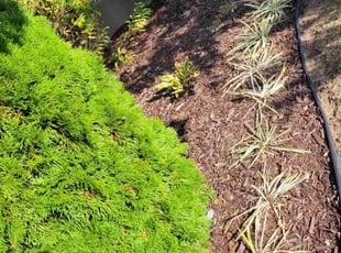 Weeding by Rómulo González for Daylun L. in Capitol Heights, MD