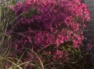 Bush Trimming by MaryAnn Hardy for Mackendy O. in Virginia Beach, VA