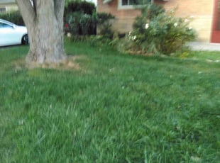 Bush Trimming by Dakota Kirby for Rebecca a. in Greenwood, IN
