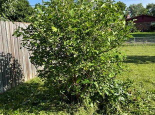 Bush Trimming by Evelyn Arteaga for Alice H. in Indianapolis, IN