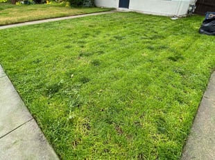 Leaf Removal by Maria Almendra for Shantel M. in Pittsburg, CA