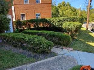 Bush Trimming by Jose Paz for Richard M. in Washington, D.C., DC