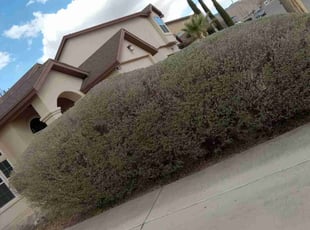 Bush Trimming by Angel Sandoval for Sharon M. in El Paso, TX