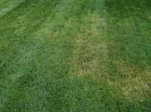 John & Elizabeth S.'s Yard Cutting service result