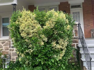 Bush Trimming by Michael Smith for James J. in Baltimore, MD