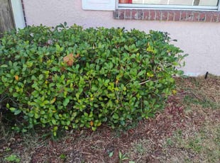 Bush Trimming by Tammy Becker for Victoria P. in Cocoa, FL