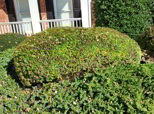 Bush Trimming by Vicki Douglas for James R. in Acworth, GA