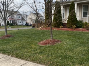 Leaf Removal by Ines Pereira for Dan F. in Manassas, VA