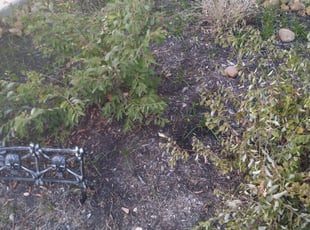 Brittany K.'s Flower Bed Weeding service result