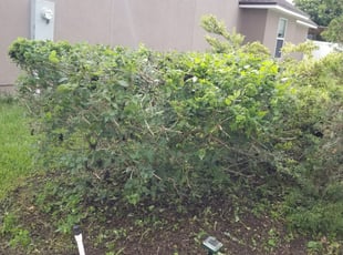Bush Trimming by Dennis Morel for Chateau W. in Jacksonville, FL