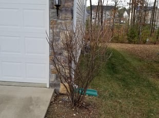 Bush Trimming by Ousama Abdu for David M. in Brandywine, MD