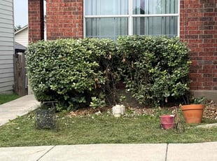 Bush Trimming by Jaden Cantu for Cristina F. in San Antonio, TX