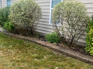 Bush Trimming by Eloy Perez for Robert K. in Berlin, NJ