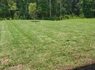 Donna P.'s Lawn Mowing service result