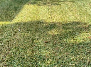 Lisa F.'s Lawn Service service result