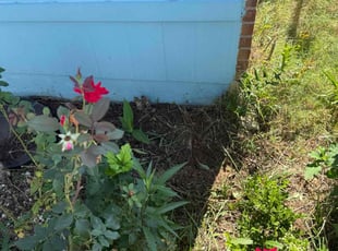 ANITA B.'s Flower Bed Weeding service result