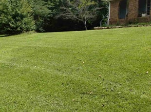 Michael M.'s Lawn Service service result