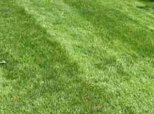 Omar C.'s Lawn Care service result