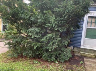 Bush Trimming by Jennifer Rose for Esther N. in Madison, WI