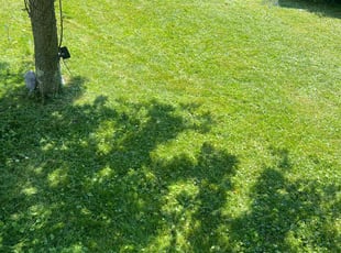 Guy L.'s Lawn Mowing service result