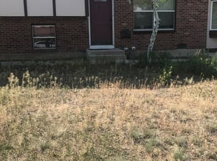 Bush Trimming by Jamill Pacheco for Dillon D. in Colorado Springs, CO