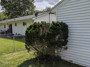Bush Trimming by Kollyn Anders for Susan D. in Lansing, MI