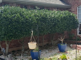 Bush Trimming by Austin Auringer for Nicole D. in Oklahoma City, OK