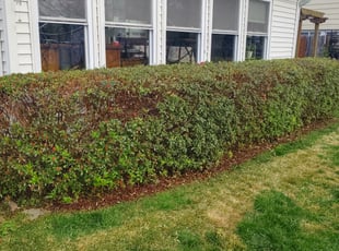 Bush Trimming by Allan Roberts for John B. in McLean, VA