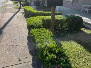 Bush Trimming by Herschell Bradley for Adam P. in Tallahassee, FL