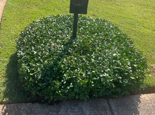 Bush Trimming by Louis Sampson for Tracy O. in Mableton, GA