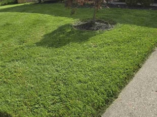 Antonio A.'s Lawn Mowing service result
